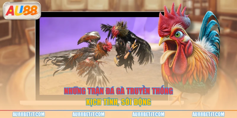 Những trận đá gà truyền thống kịch tính, sôi động